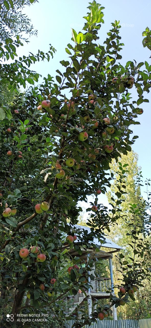 Apple trees produce  of  Kashmir Valley  ; Shopian  area called  Apple area...