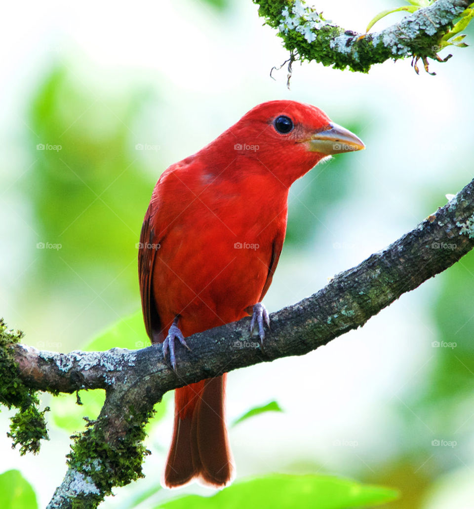 Colombia wildlife pictures