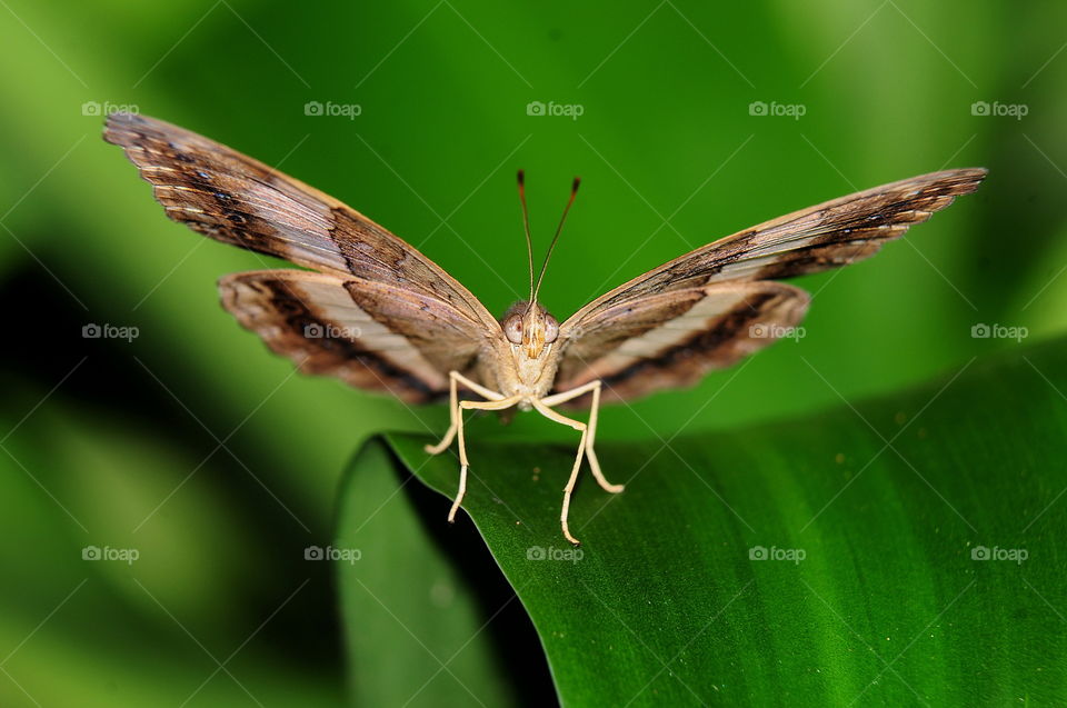 Varied Eggfly Butterfly.