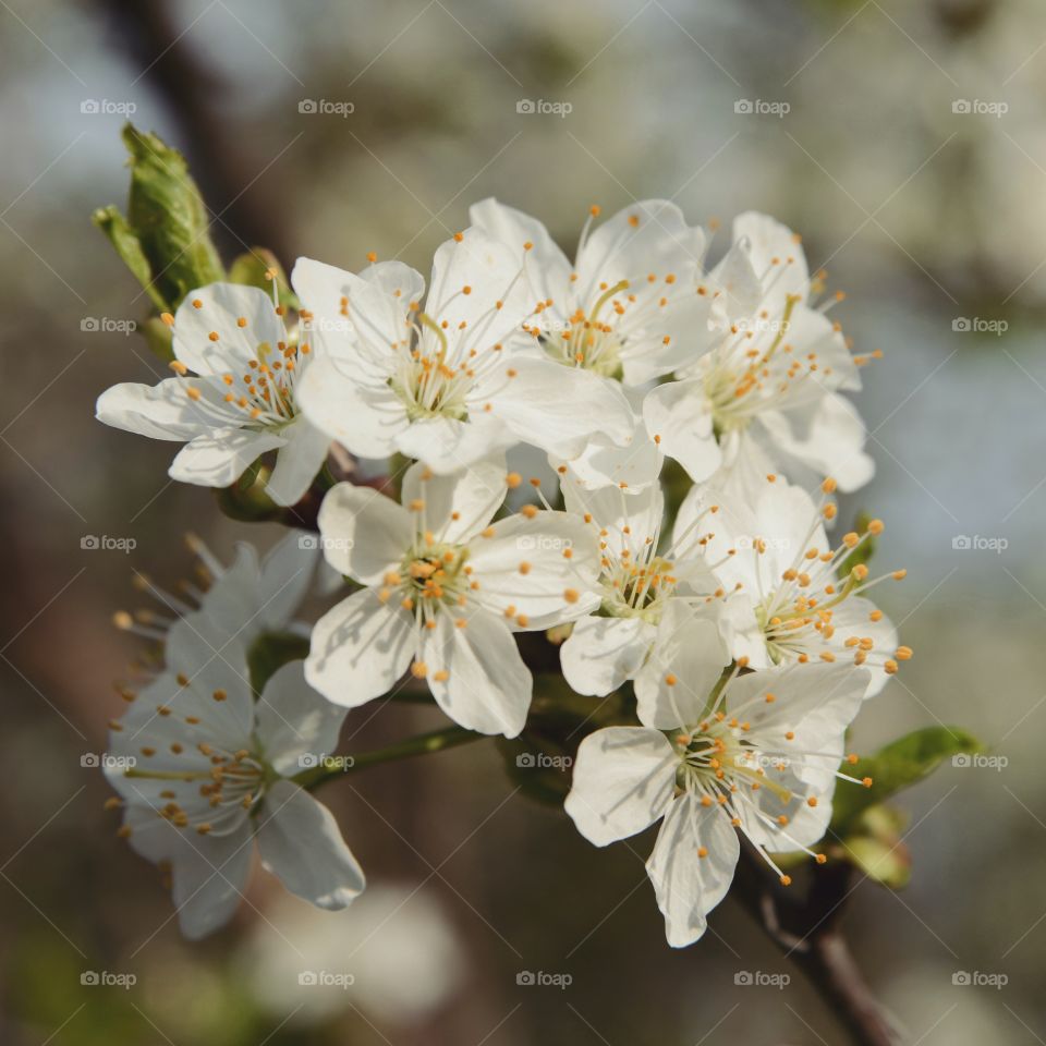 Spring Flowers. Spring flowers. Nature photography.