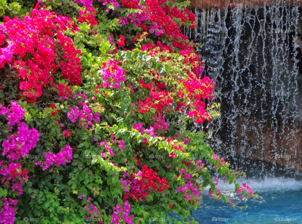 Bougainvillea Flowers Over A Tropical Waterfall 