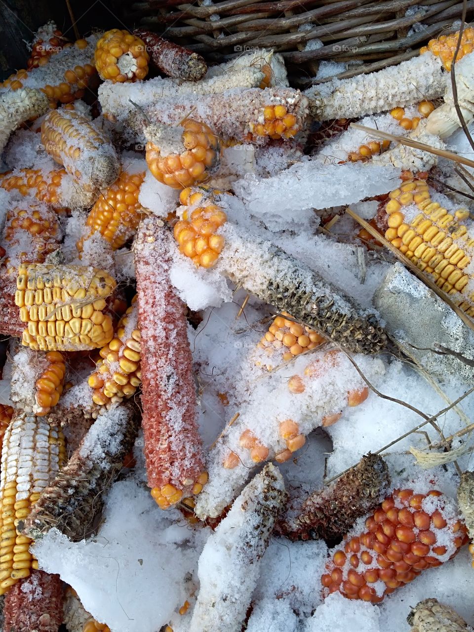 Corn at garbage