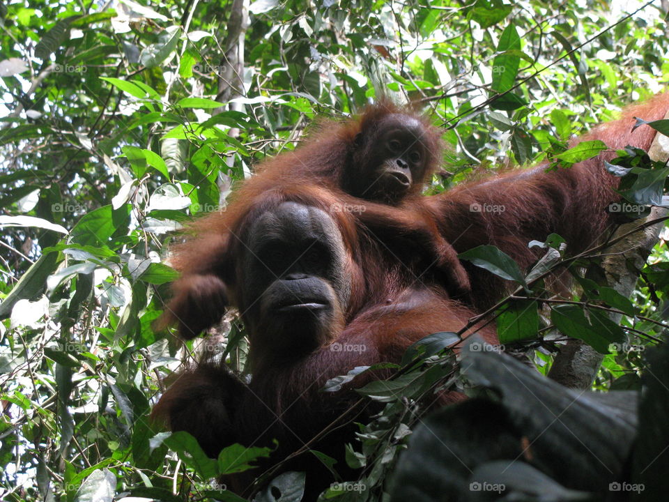 Orangutan mommy and son