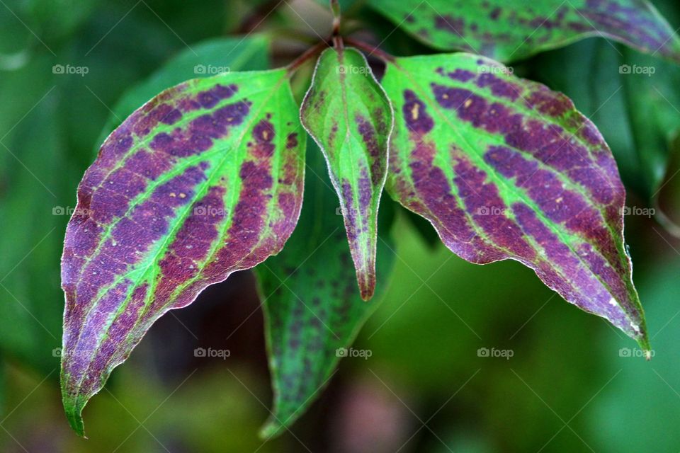 Purple Leaves