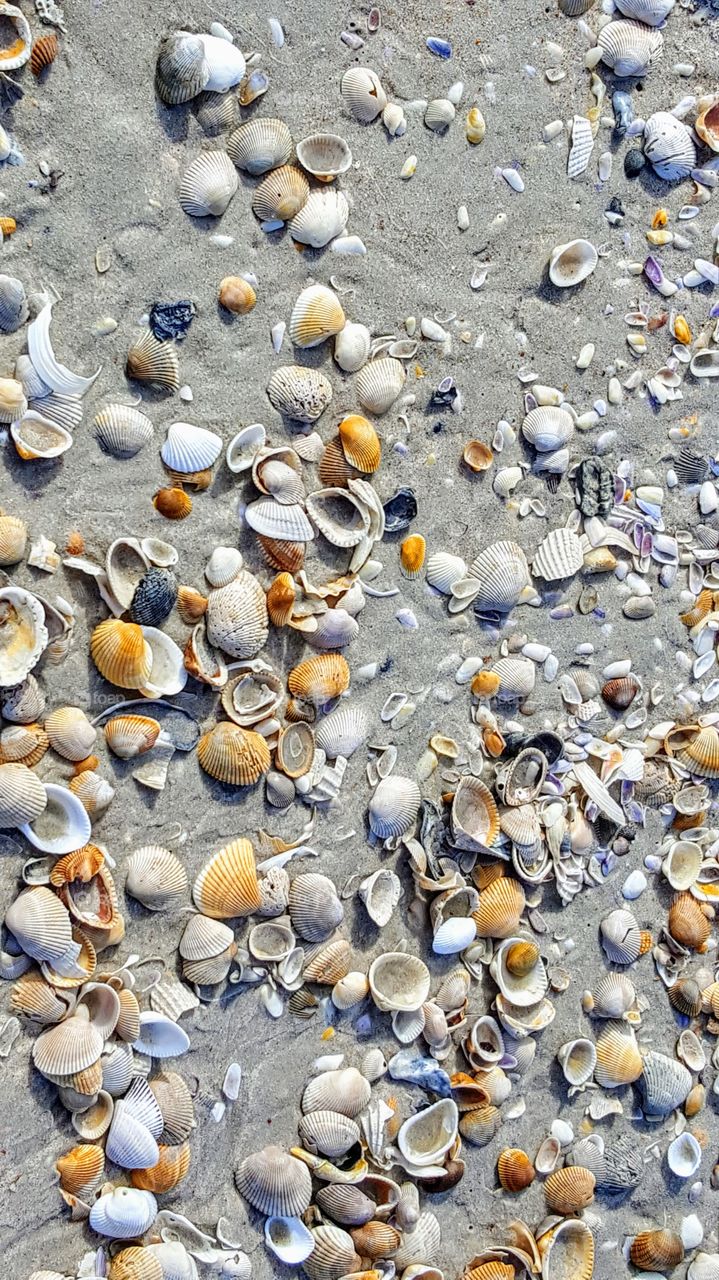 Daytona Beach Shells