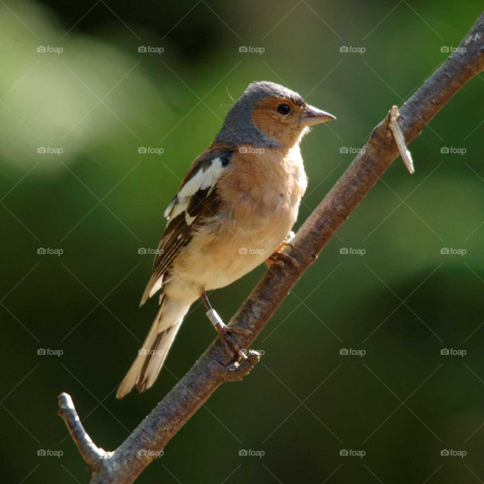 Chaffinch on branch with dark green blurred background