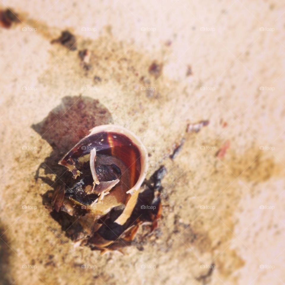 Broken Snail Shell...