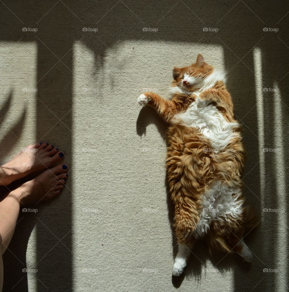 cat sleeping home in the beautiful sunlight and shadows and female legs barefoot, top view background