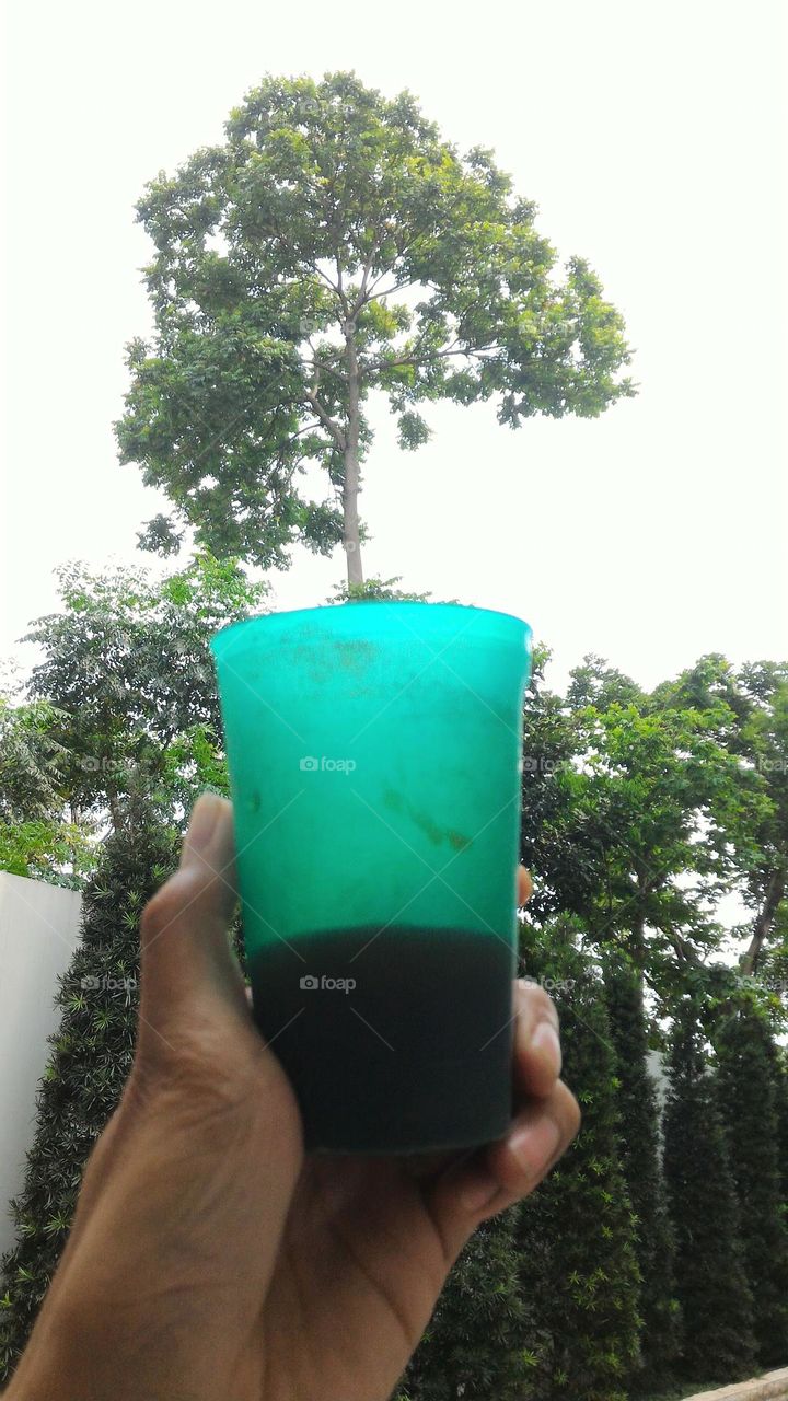 sunny day, trees and glasses