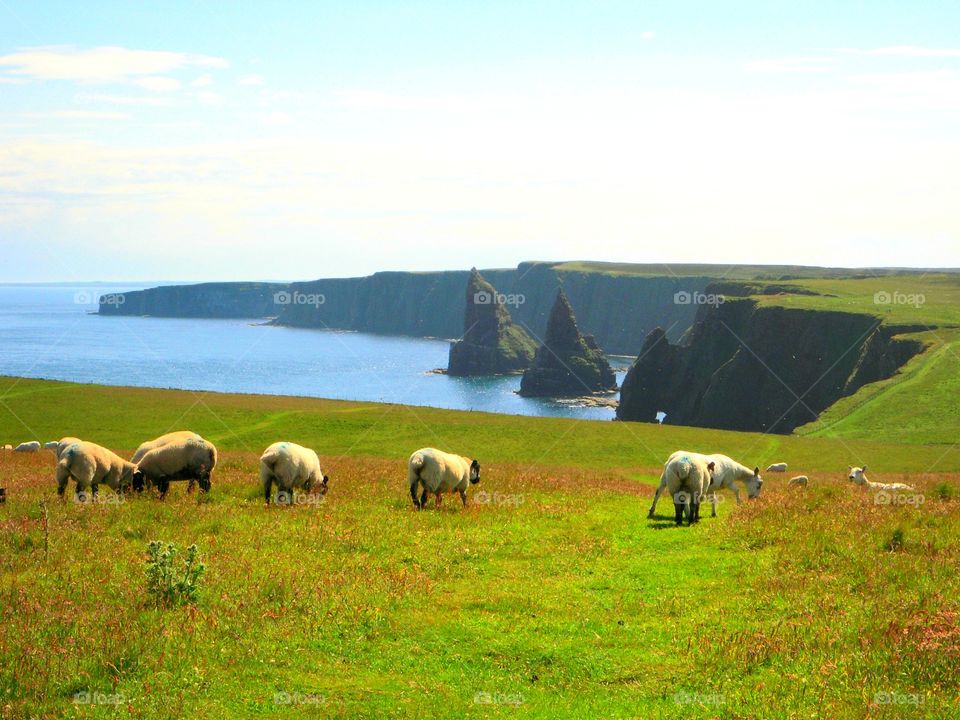 A herd of sheep craved some grass on the field of John O'Groats, Highland, Scotland.
