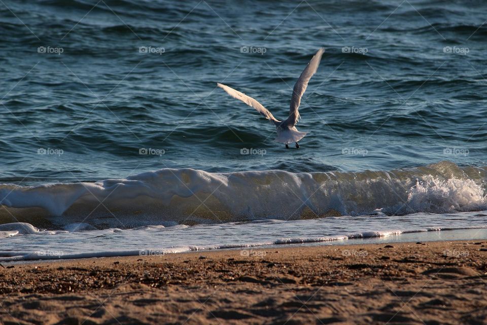 Seagull landing on the beach