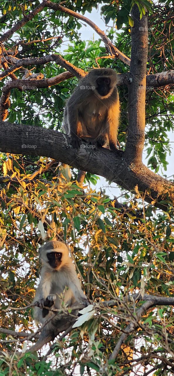 Vervet monkeys enjoying the last sunlight in their tree