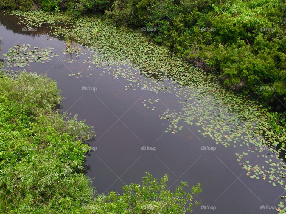 River and green field 