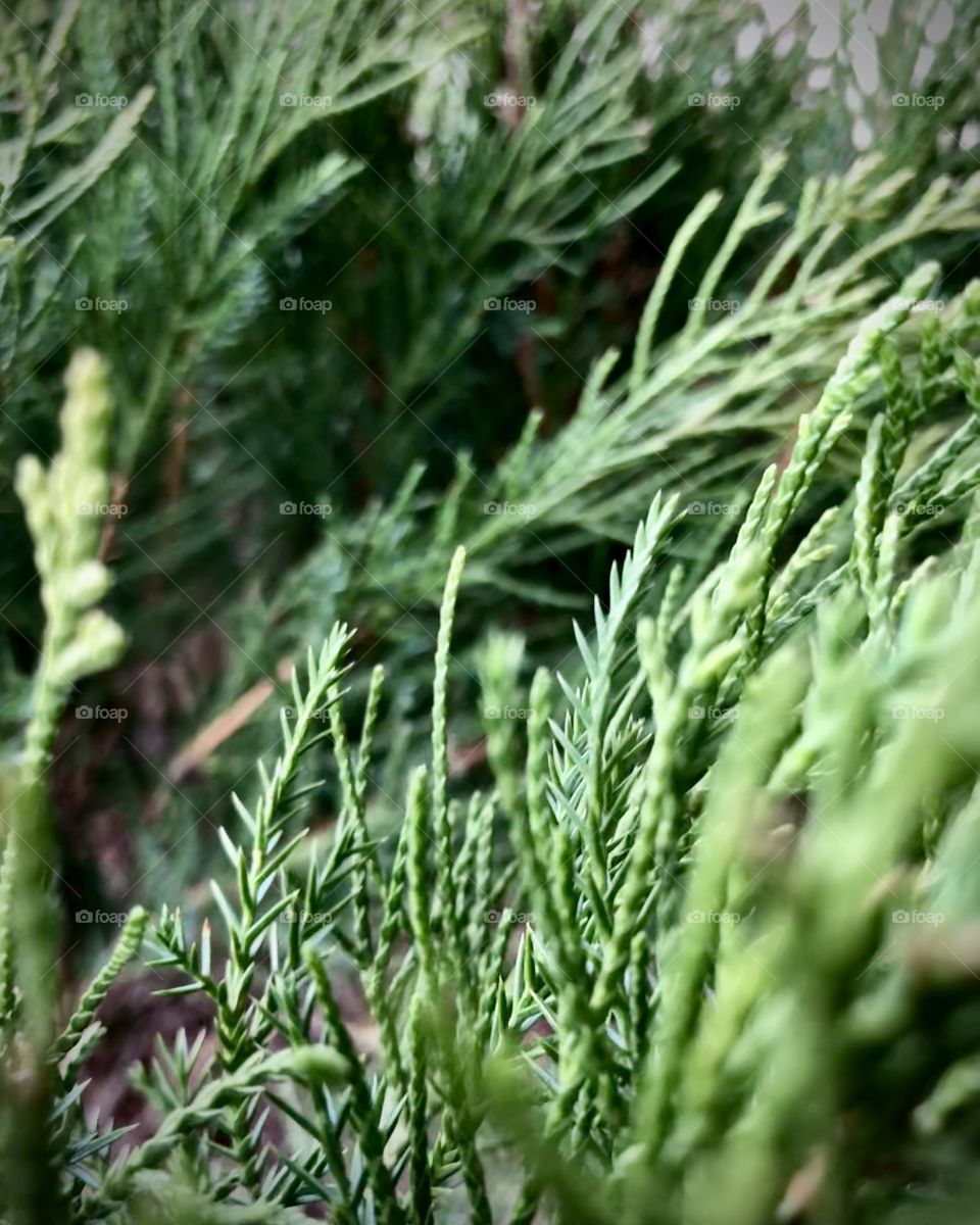 Evergreen branch close up details
