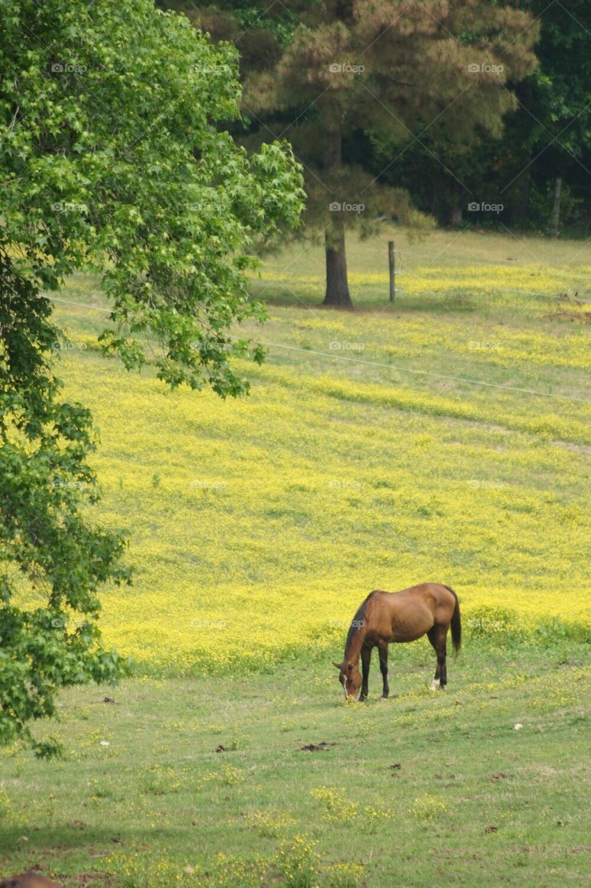 Horse grazing in a field