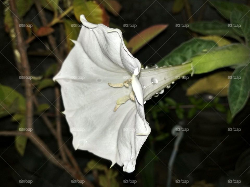 Thorn Apple Flower | Jimson Weeds Flower | White Flower | Datura | Dhatura ka phool