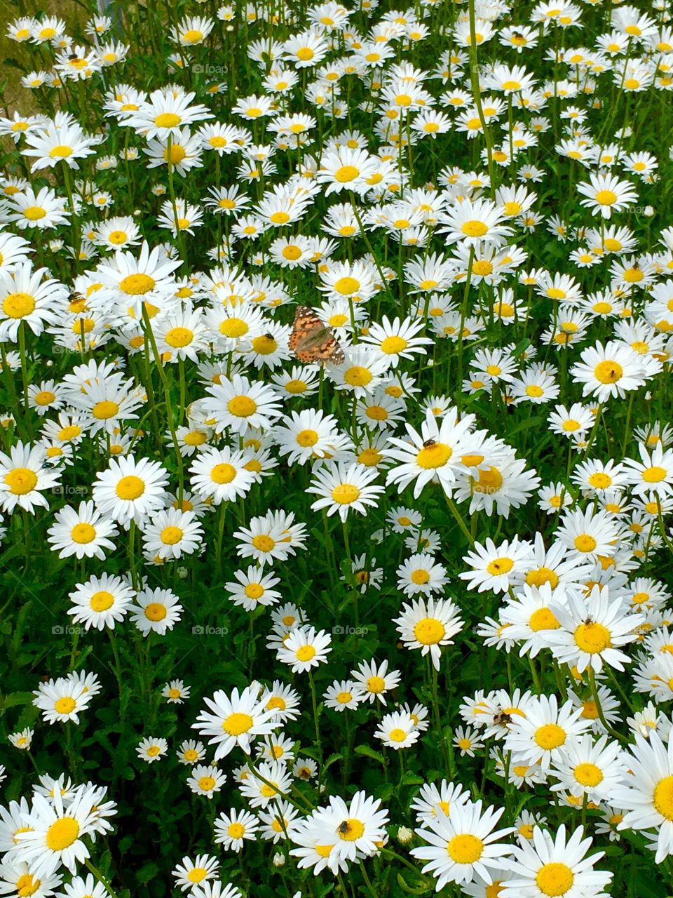 Daisies 