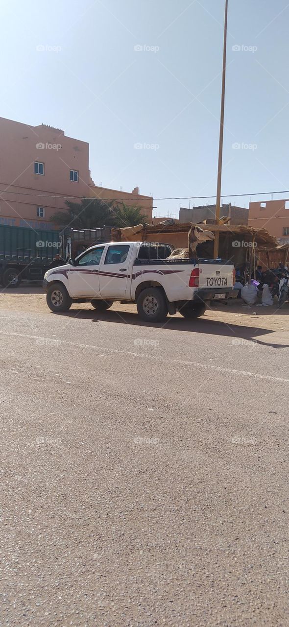 camel traveling by car