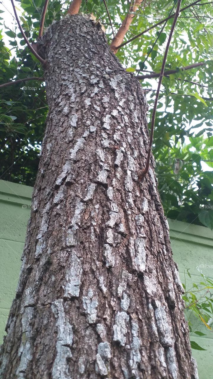 Neem tree