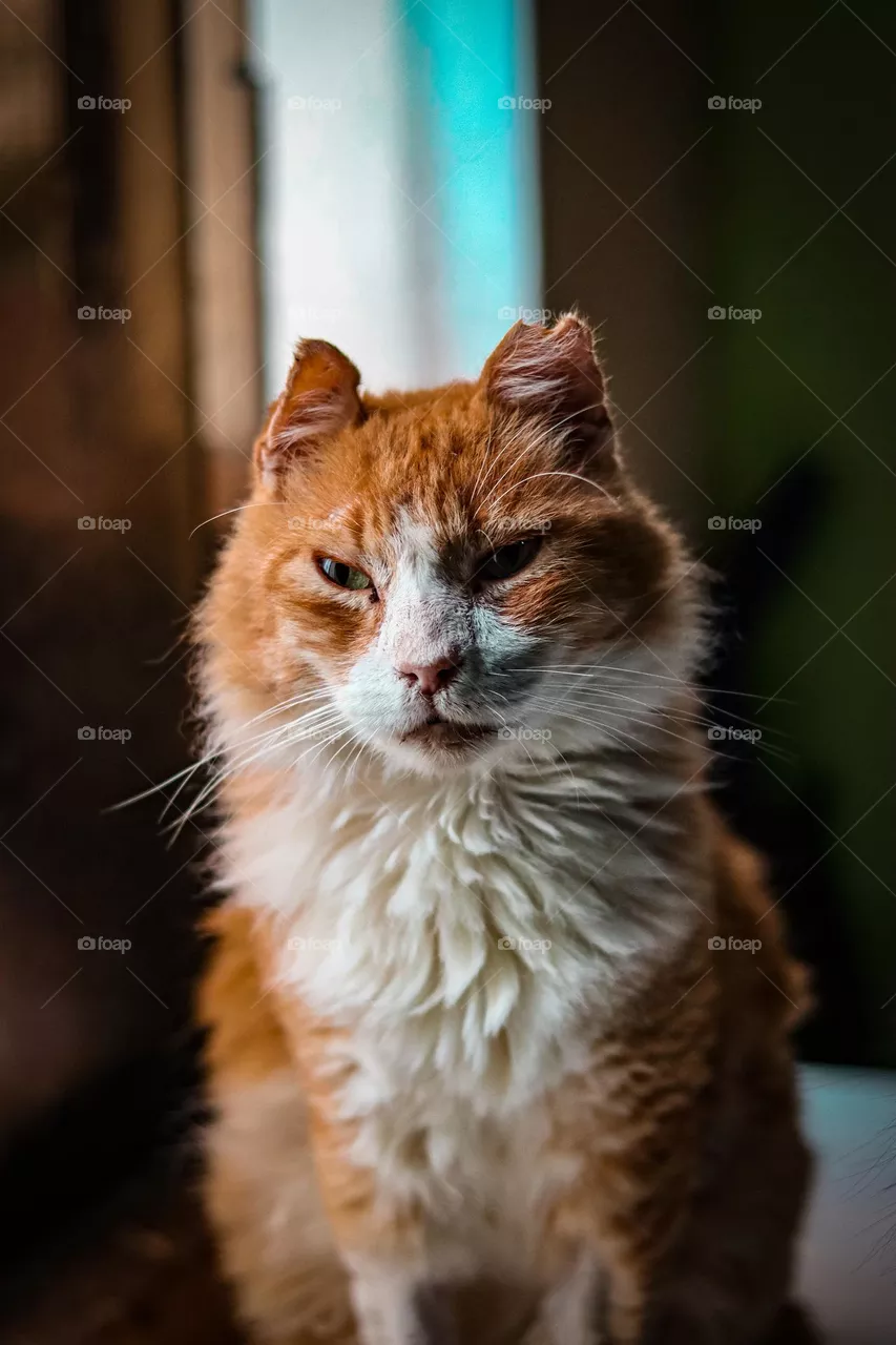 Orange cat 