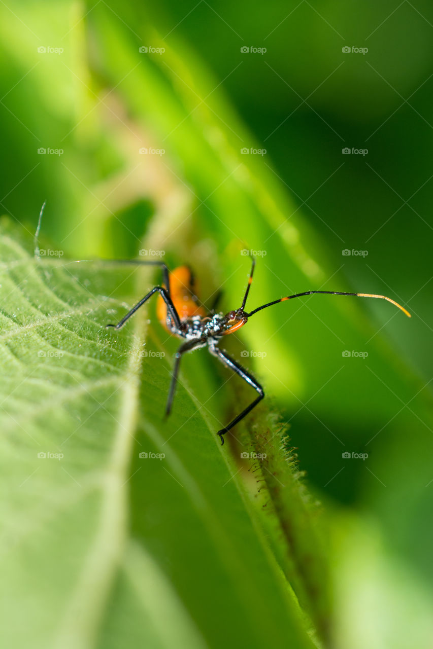 Assassin Bug Nymph Insect Close Up on a Leaf 6