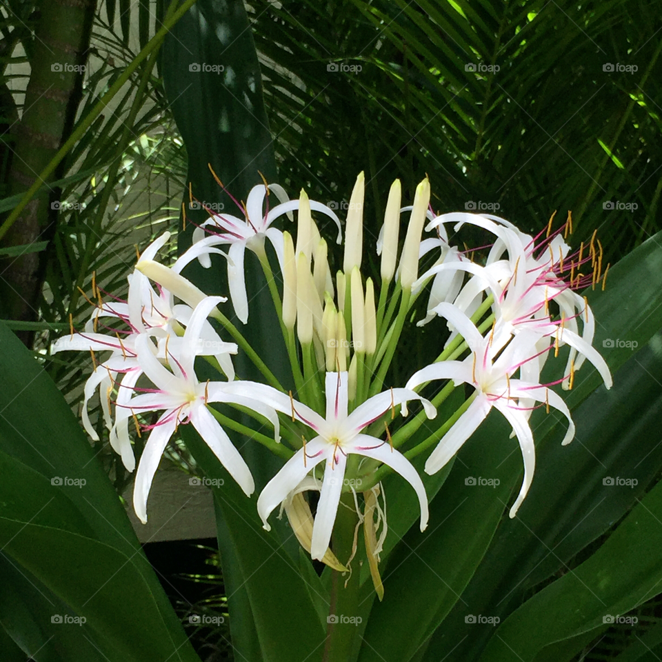 Spider lily 