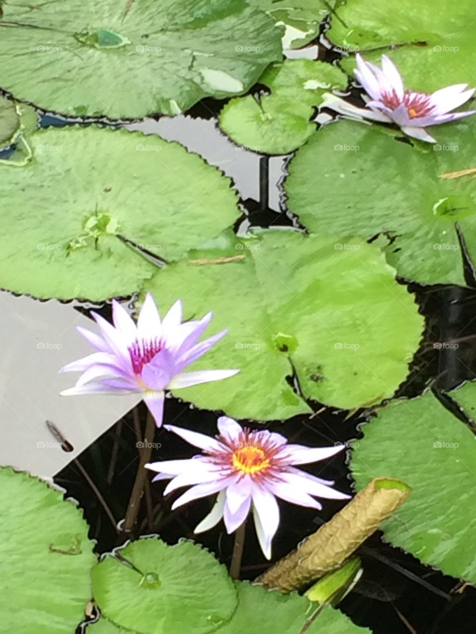 Serenity 4. Lily pad