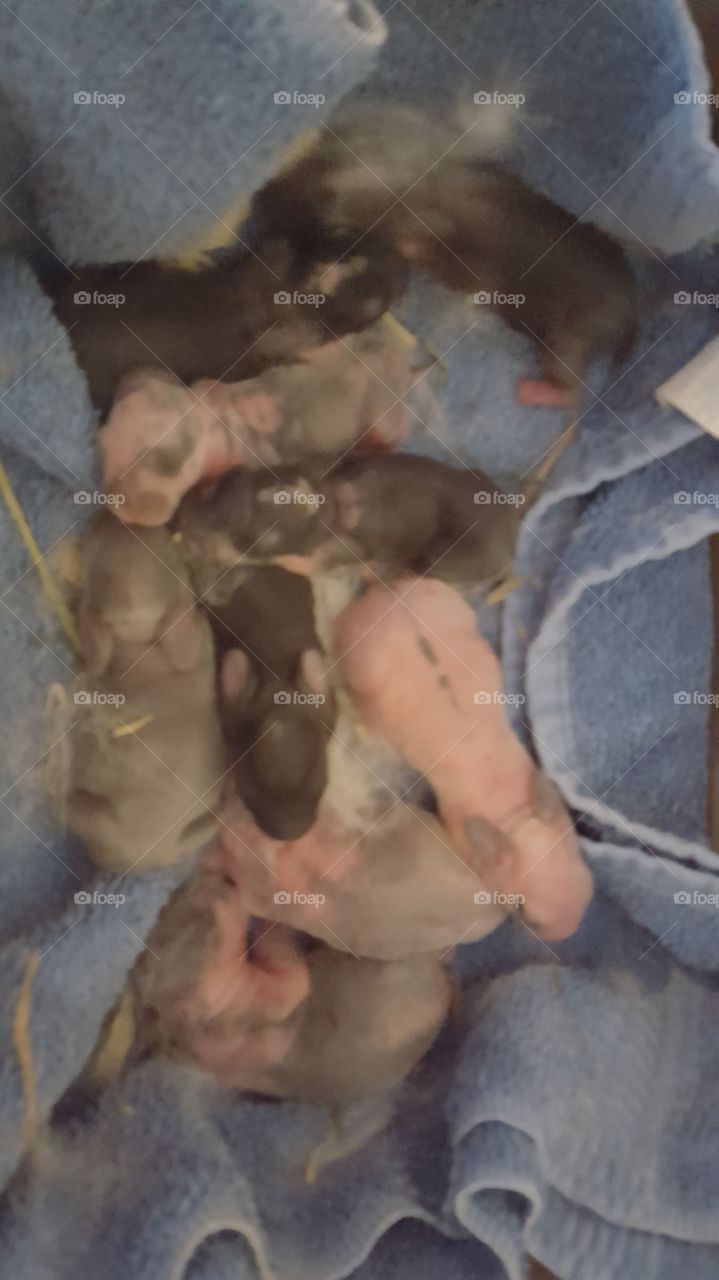 newborn rabbits