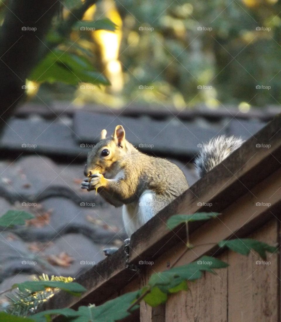 Squirrel 
