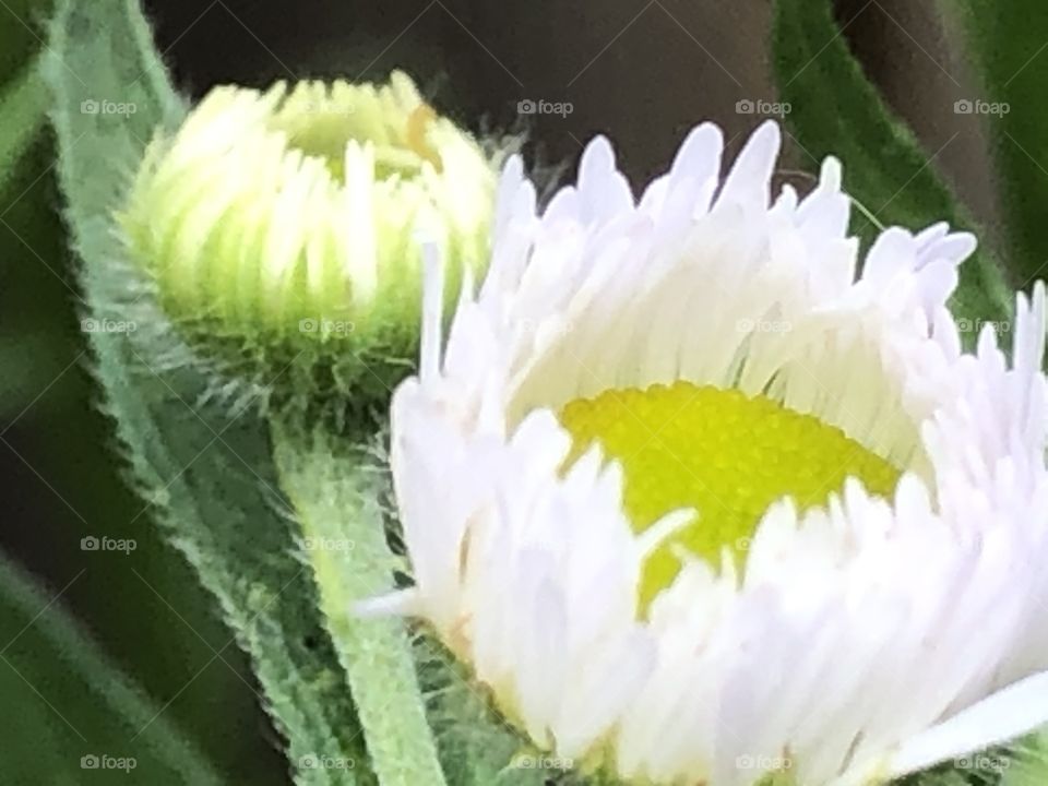 Lovely yellow and white floral