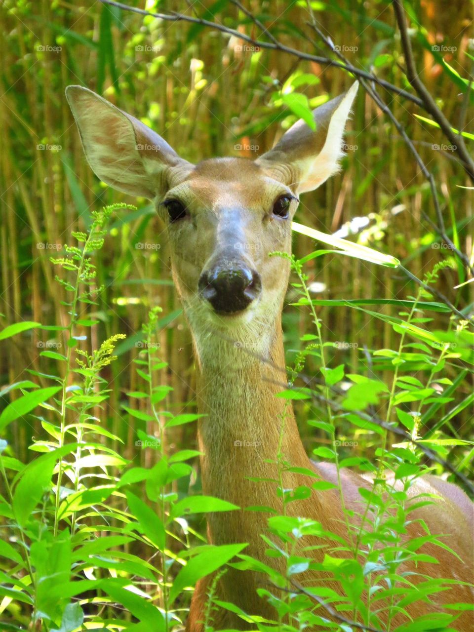 White tailed doe. White tailed doe in the suburbs of Detroit