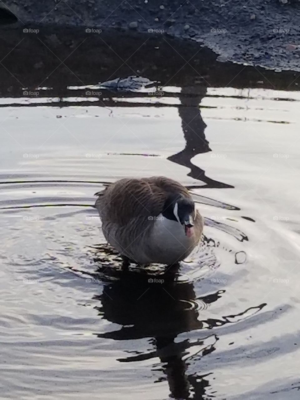 father goose