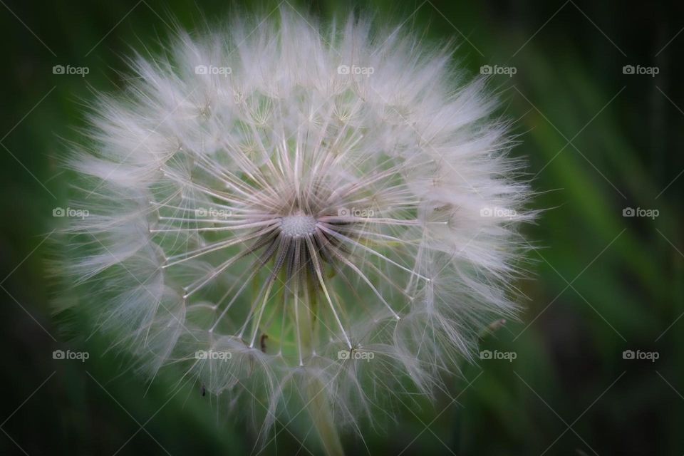 Dandelion