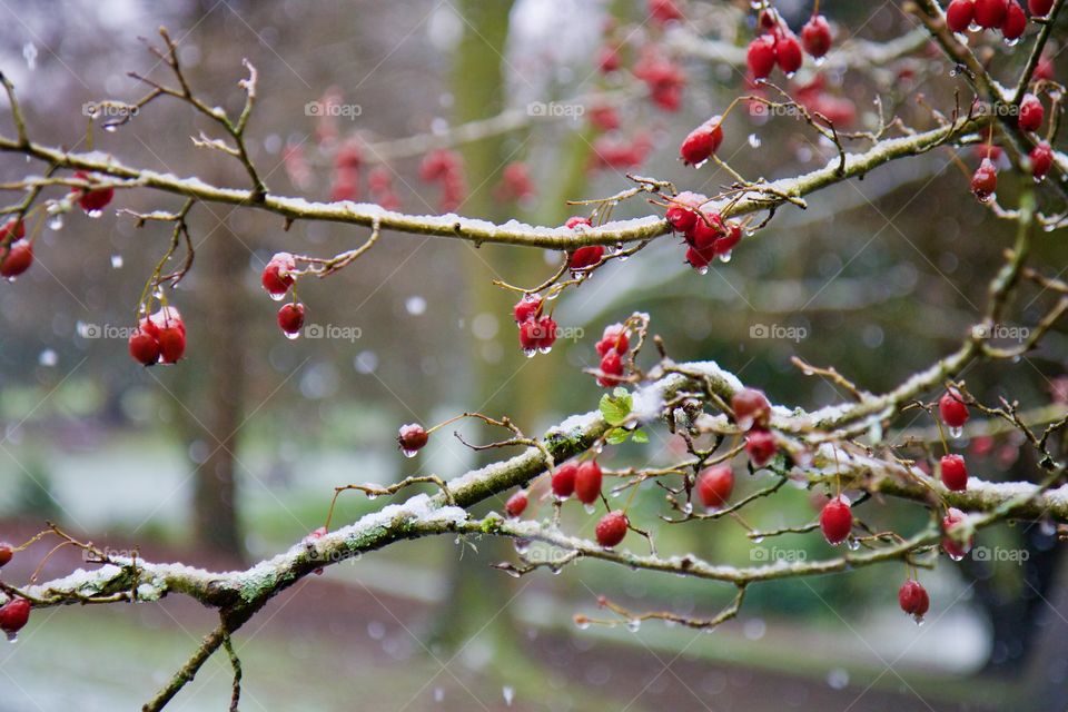 Winter berries in the snow