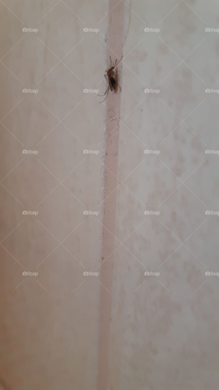 Mosquito on the wall