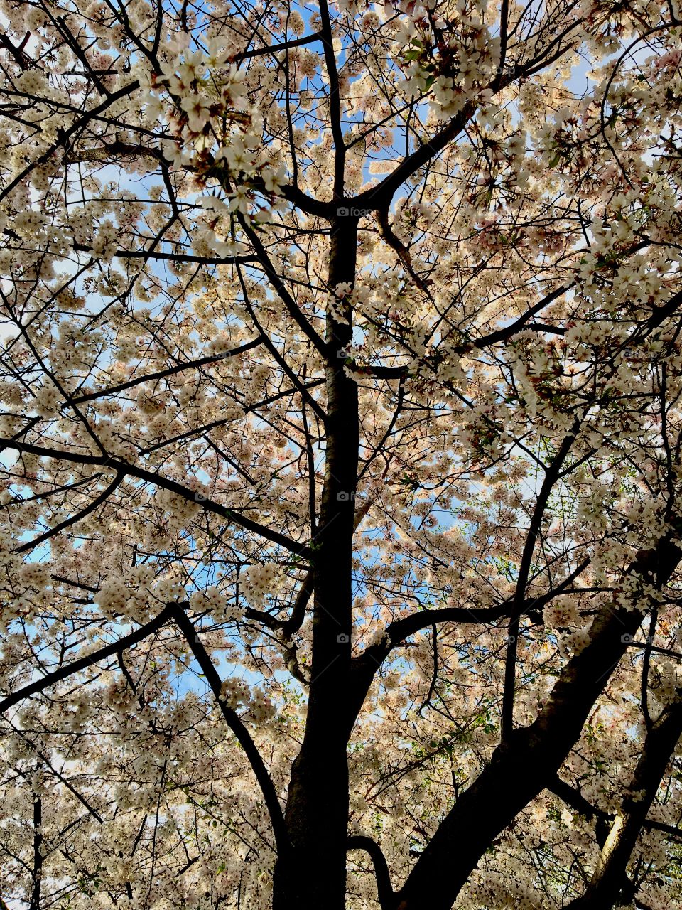 Cherry Blossoms 🌸