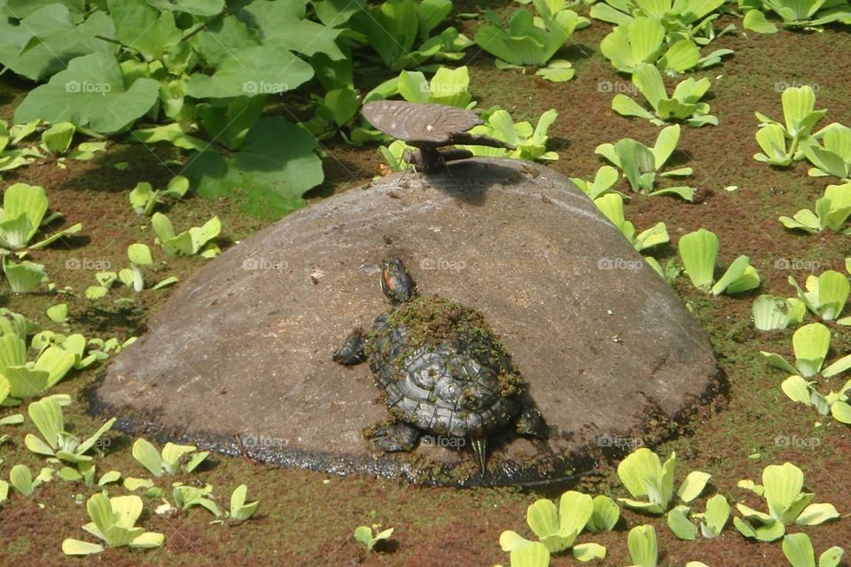 Moss covered turtle sitting on a rock