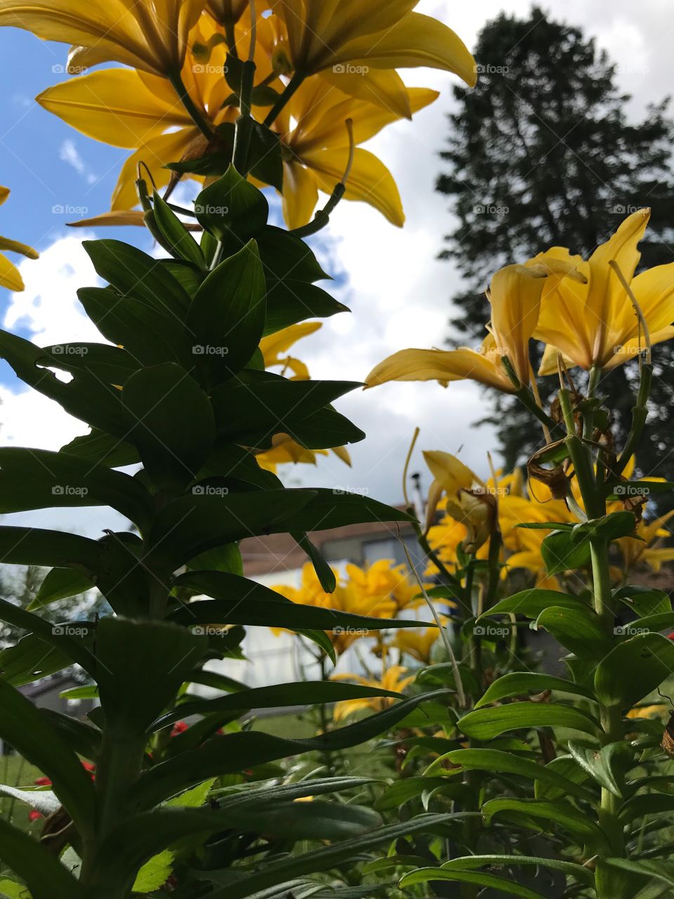 Looking up at the lilies