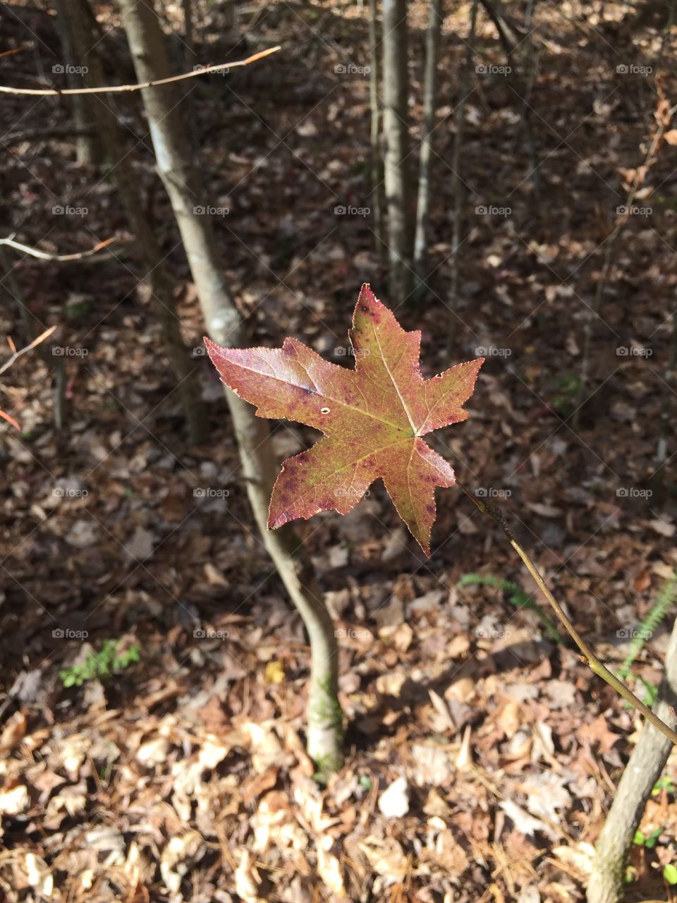 Brown Maple Leaf - Pfafftown, NC