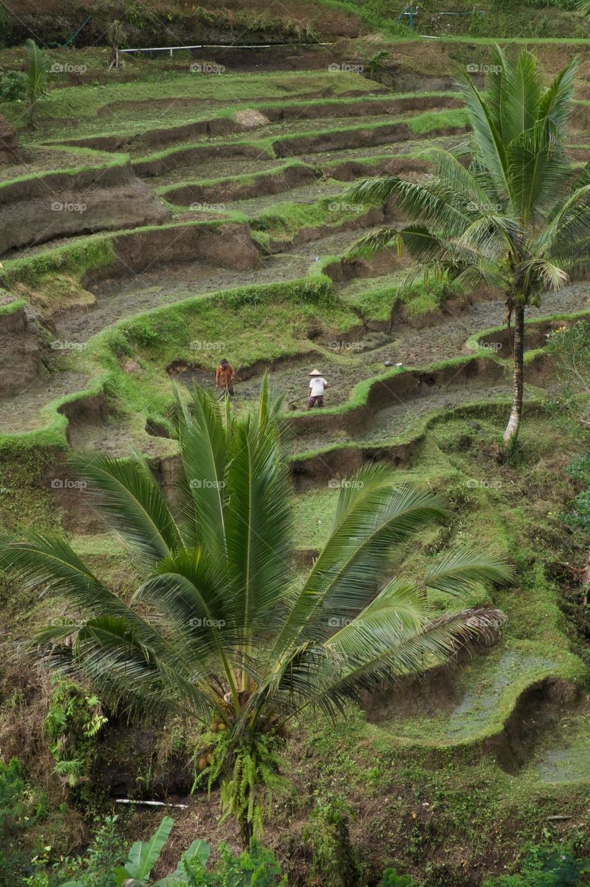 Rice terras Bali