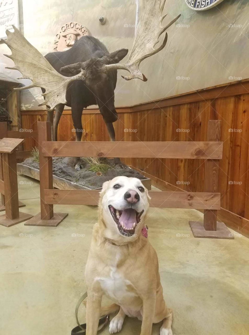Dog meets Moose