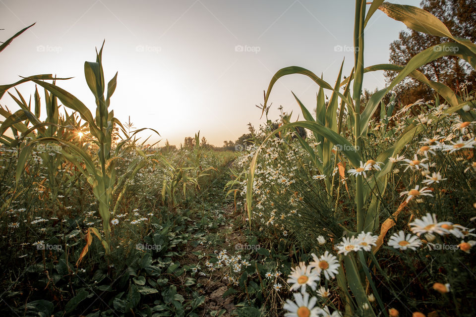 Field at summer evening 