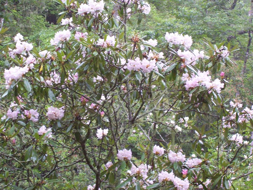 Mountain Laurel in Full Bloom