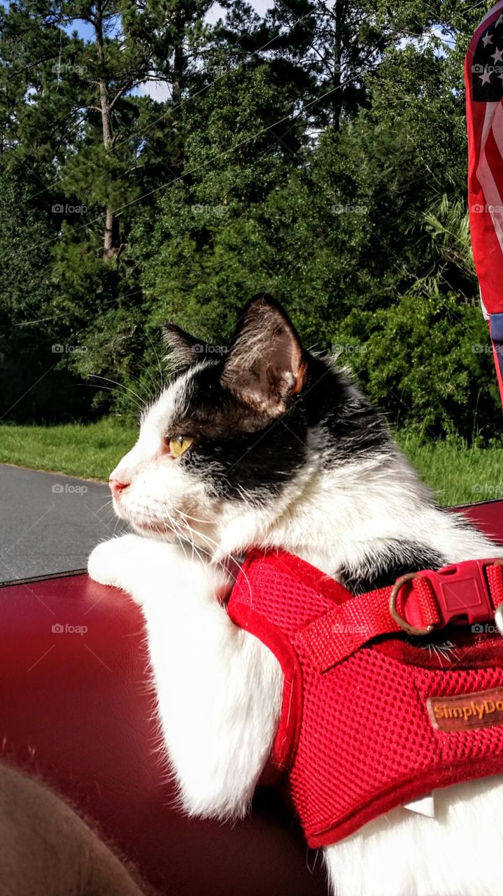 Kitty's  Sunday Drive