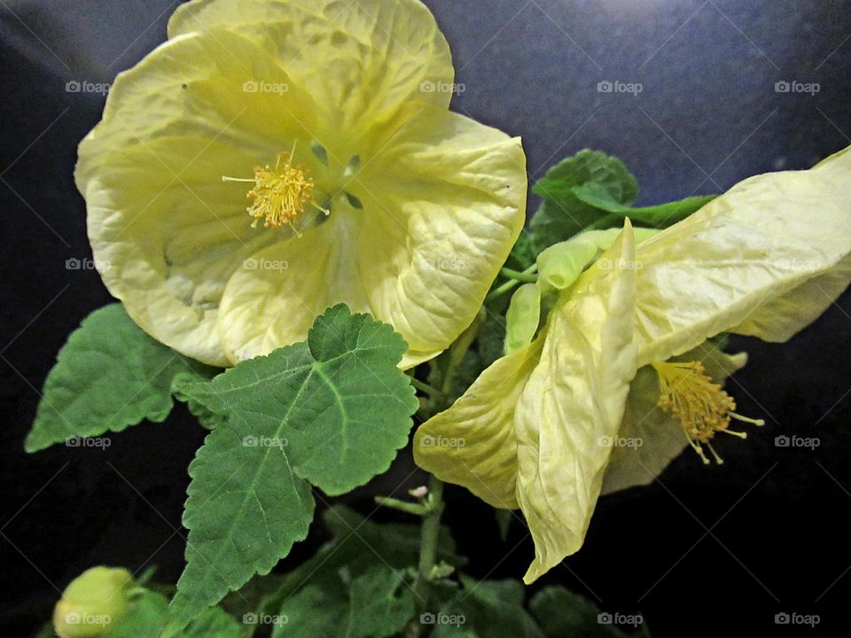 abutilon - home maple of yellow color, on a dark background
