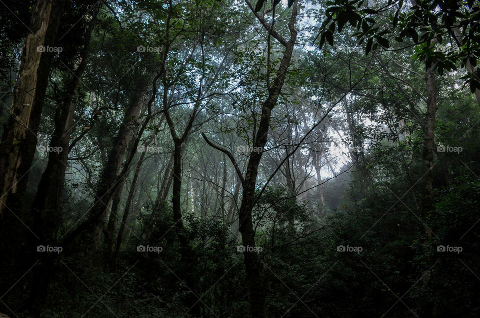 magical foggy forest