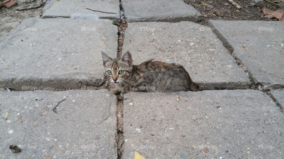 Cat on paving