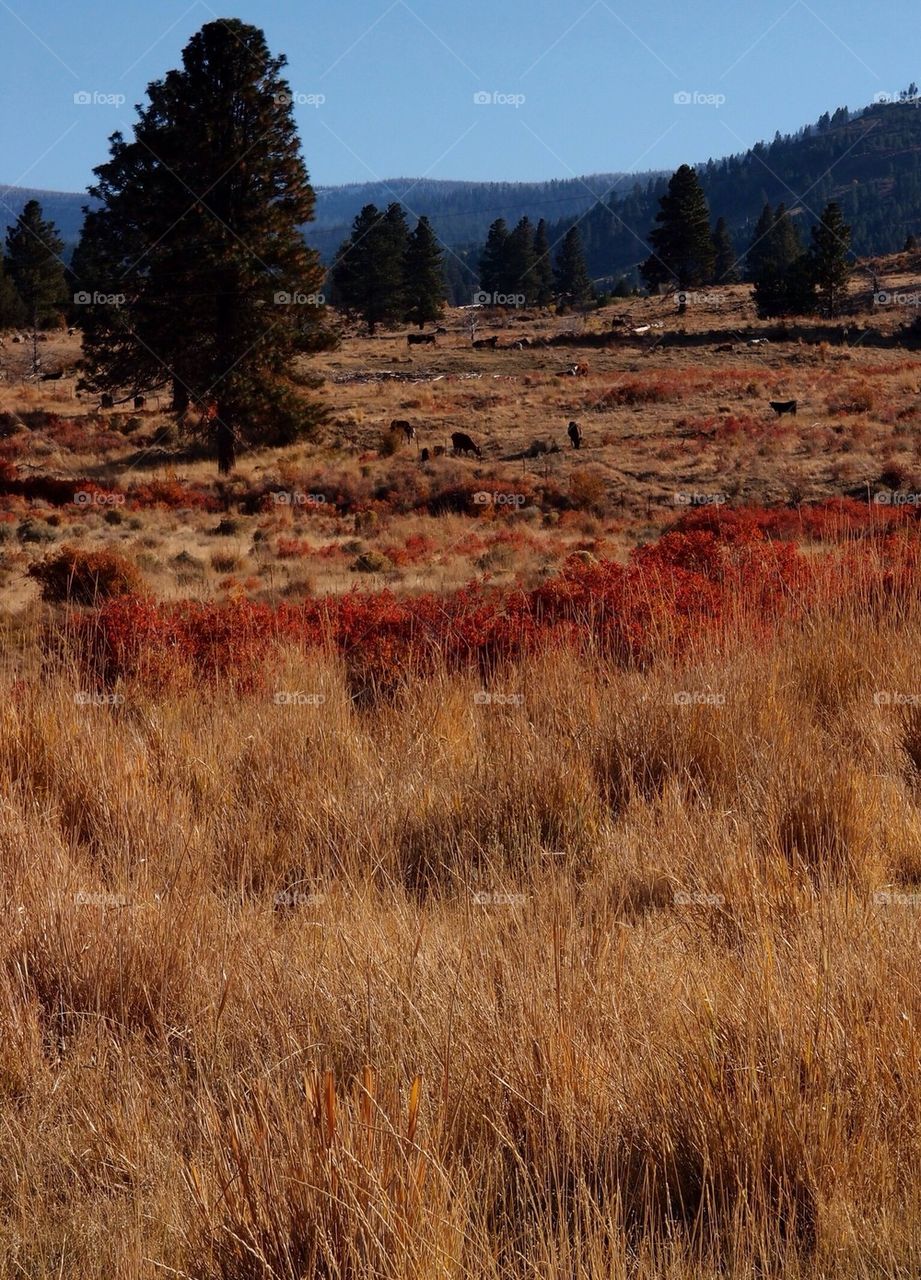 Fall Cattle Field