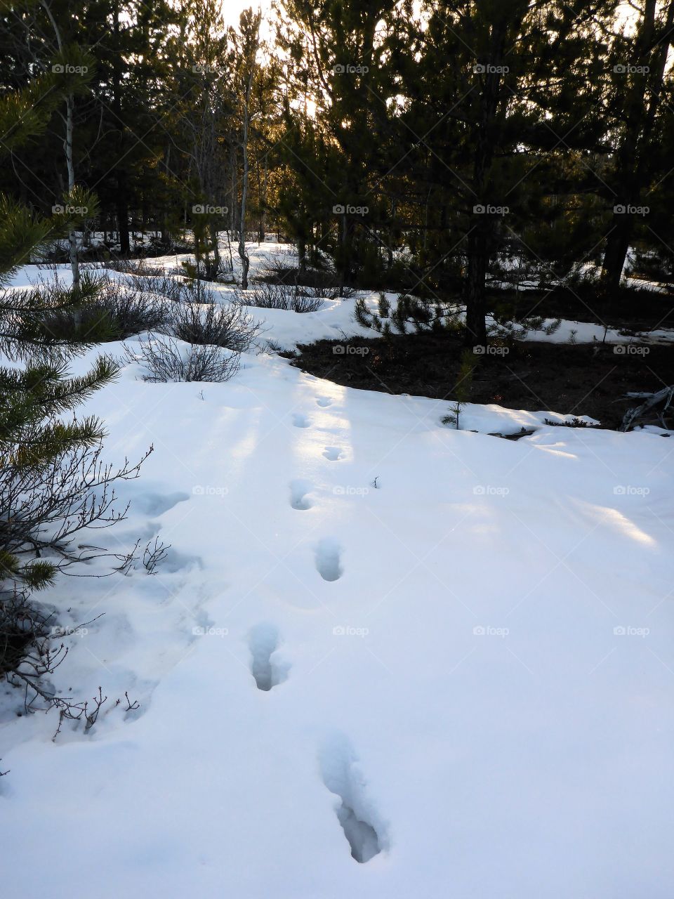 Deer track