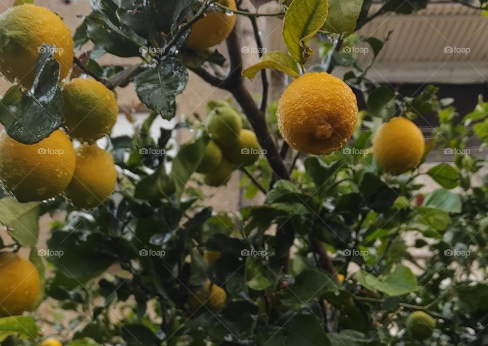 Rainy lemon tree